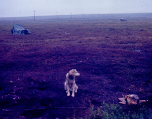 Sled dogs Barrow Alaska 1967