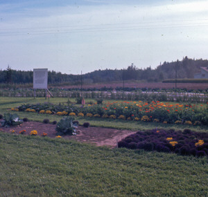 Matanuska Farm Matanuska, Alaska 1967
