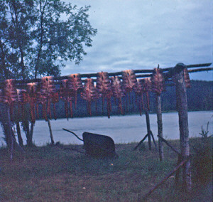 Salmon drying along Tanana River Alaska 1967