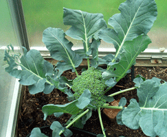 Broccoli in the greenhouse bed