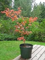 Japanese Maple in pot
