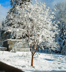 Paperbark Maple in winter
