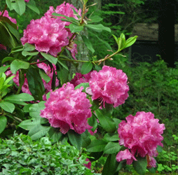 Old fashioned dark pink rhododedron