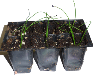 Copra Onion seedling in six cell pack