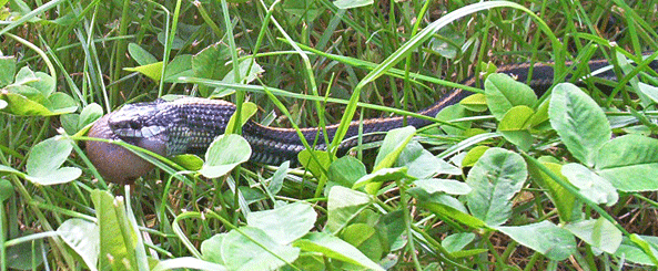 Snake with slug