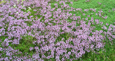 creeping thyme in winter