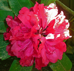 Old fashioned red rhododedron